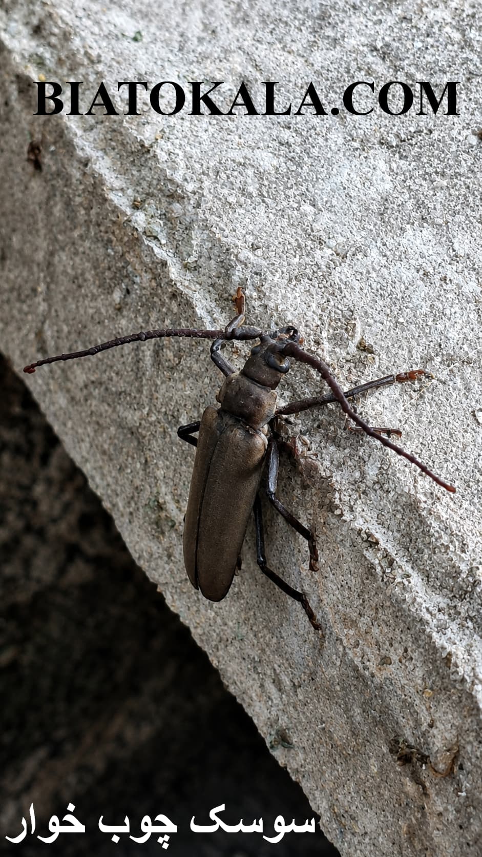  سوسک چوبخوار روی سنگ